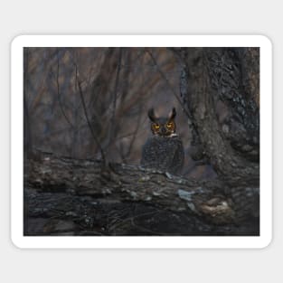 The Stunning Eyes of a Great Horned Owl Sticker